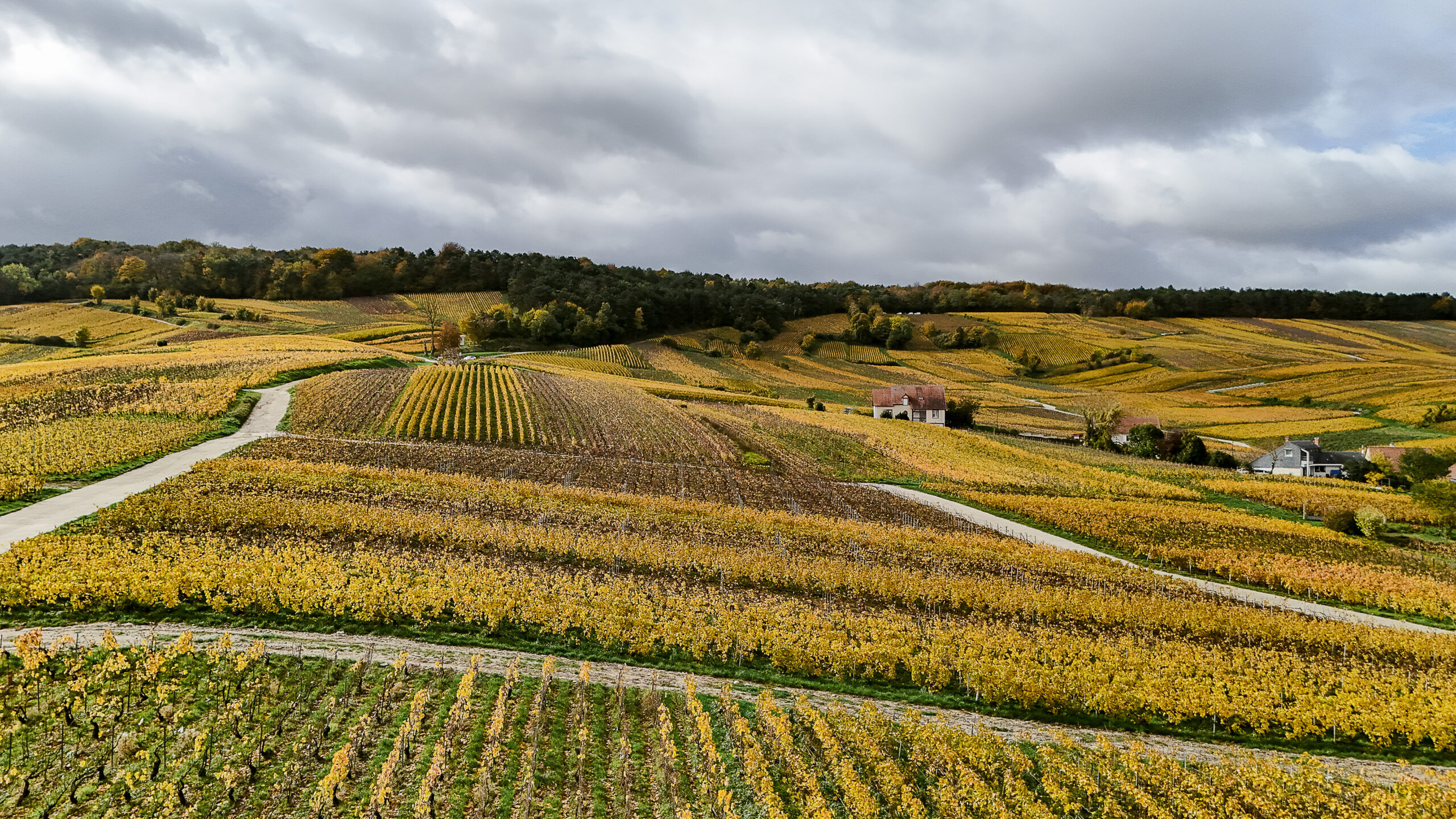 Vineyards in Champagne in autumn